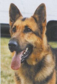 A picture of a dog, probably not the one in question, but close enough anyway.